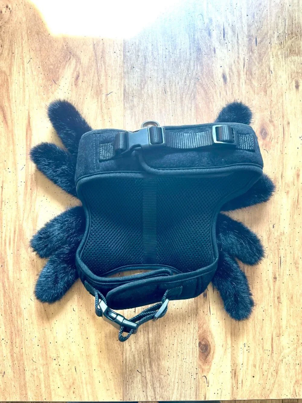 Dog Spider Halloween Costume & Harness